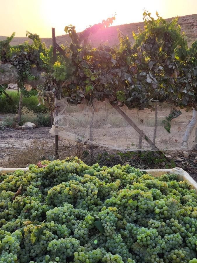 Carmey Avdat Farm Midreshet Ben Gurion Eksteriør bilde